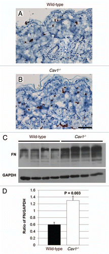 Figure 5 Immunohistochemical detection of myo-fibroblasts in the skin of wild-type and Cav-1-/- mice. Skin sections from wild-type (A) and Cav-1-/- (B) mice were stained with α-SMA, a myo-fibroblast cell marker. Immuno-staining indicates positive labeling of myo-fibroblasts. Representative images are shown from three animals per group. Note that an increased number of α-SMA positive cells was observed in the dermis of Cav-1-/- mice, as compared to normal wild-type skin. (C) Analysis of fibronectin expression in the skin of wild-type and Cav-1-/- mice. Western blots of total protein extracted from wild-type and Cav-1-/- mice shows the expression of fibronectin (FN) and the loading control glyceraldehydes-3-phosphate dehydrogenase (GAPDH). (D) Quantification of fibronectin expression in the in the skin of wild-type and Cav-1-/- mice. Intensity of the western blot bands for fibronectin and GAPDH were quantified using NIH Image J. Note that a significant increased in fibronectin expression was observed in the Cav-1-/- skin, as compared to normal wild-type mouse skin. Results are indicated as the mean ± SEM. p values are indicated in the graphs, as determined by the Student's t-test. Scale bar = 50 microns.