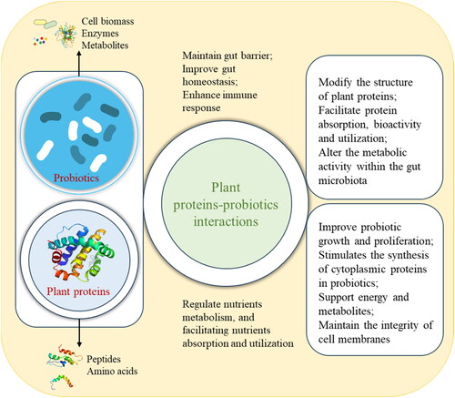 Figure 1. The interactions between plant proteins and probiotics regulate nutrients metabolism and probiotic growth and proliferation.