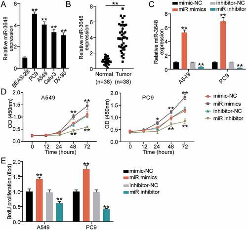 Figure 2. miR-3648 promoted proliferation in LUAD cells A. The expression of miR-3648 in four LUAD cell lines (PC9, A549, Calu-3 and DV-90) and normal lung epithelial cell line (BeAS-2B) was measured by RT-qPCR. B. Expression of miR-3648 in LUAD and adjacent normal tissues. N = 38 C. The expression of miR-3648 in PC9 and A549 cells transfected with miR mimics, miR inhibitor, mimic-NC and inhibitor-NC was measured by RT-qPCR. D. Cell viability was observed in PC9 and A549 cell lines after transfection with miR mimics, miR inhibitor, mimic-NC and inhibitor-NC at 0, 12, 24, 48, and 72 hours via CCK-8 assay. E. Cell proliferation was observed in PC9 and A549 cell lines after transfection with miR mimics, miR inhibitor, mimics-NC and NC inhibitor via BrdU incorporation assay. *P < 0.05, **P < 0.001 compared with BeAS-2B (b) or mimic-NC(c-e) group, Student’s t-test.