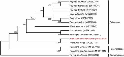 Figure 1. Neighbour-joining (NJ) analysis of H. cochinchinense and other related species based on the complete chloroplast genome sequence. The gene’s accession number is listed in the figure.