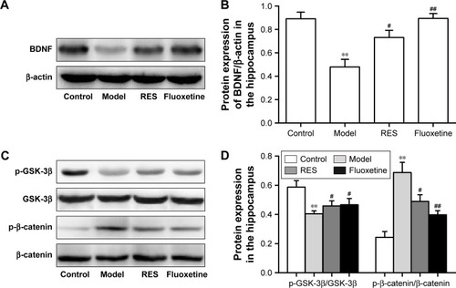 Figure 5 Effects of RES on the protein expressions of BDNF and the Wnt/β-catenin pathway in the hippocampi of CUMS rats.