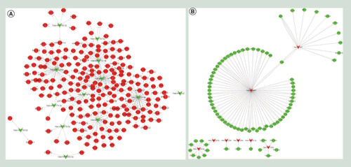 Figure 6.  Proposed networks of putative interactions between miRNAs and mRNAs in pulmonary tuberculosis pathogenesis.Regulatory networks of miRNAs and mRNAs in PTB pathogenesis are illustrated by Cytoscape. Circle nodes, mRNAs; triangle nodes, miRNAs. (A) Positive correlation of miRNAs and mRNAs identified from PTB. (B) Negative correlation of miRNA and mRNA identified from PTB. All of the differentially expressed mRNA (fold change ≥2 and adjusted p < 0.05) was obtained from the whole transcriptome analysis, and the differentially expressed miRNA (fold change ≥2 and adjusted p < 0.05) was obtained from the small RNA sequencing analysis. Pearson correlation coefficients were computed using R (http://www.R-project.org) to determine the negative correlated between the expression levels of each miRNA and its mRNA targets.PTB: Pulmonary tuberculosis.