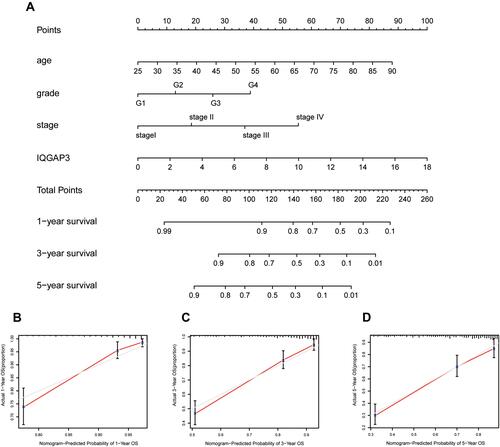 Figure 10 A nomogram consisting of independent clinical features for predicting 1-, 3-, and 5-year OS of ccRCC. (A) Construction of a predictive nomogram; (B–D) Calibration curves revealed that actual and predicted survival matched very well in terms of 1-year, 3-year and 5-year OS of ccRCC.