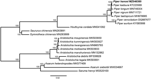 Figure 1. Maximum likelihood tree of Piperales based on the complete chloroplast genome sequences. ML bootstrap support value presented at each node.