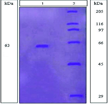 Figure 5. SDS-gel polyacrylamide electophoresis (PAGE), showing the purified mannanase from B. cereus N1. Lane 1: Showed mannanase extracted and purified from B. cereus N1. Lane 2: Showed the SDS-6H standard proteins (kDa).