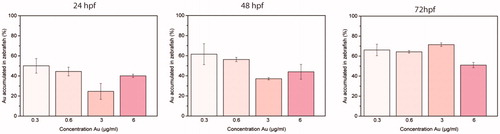 Figure 4. Normalized percentages of gold measured by ICP-AES in zebrafish embryos and larvae at 24, 48, and 72 hpf treated with 5, 10, 50, and 100 µg/mL of NAs (respectively, 0.3, 0.6, 3, and 6 µg/mL in gold). Five embryos/larvae were analyzed per condition. Data are expressed as means ± standard deviations from three independent experiments; number of fish in each control and treated groups in one experiment = 80 (*p ≤ 0.01).AQ1: Please note that the Funding section(s) has/have been created from information provided through CATS. Please correct if this is inaccurate.