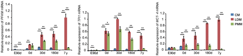 Fig. 2. Gene expression related to glycolysis in cardiac and skeletal muscle during development.Notes: Triose phosphate isomerase 1 (TPI1), muscle phosphofructokinase (PFKM), and monocarboxylate transporter 4 (MCT-4) are important glycolytic enzymes that are mainly expressed in white muscle, and significantly up-regulated in LDM compared with CM and PMM in the study. The data were normalized to the highest expression of the three muscles and presented as mean ± SD. n = 3 for each age stages of tissues. CM, cardiac muscle; LDM, longissimus dorsi muscle; PMM, psoas major muscles.**p < 0.01, *p < 0.05.