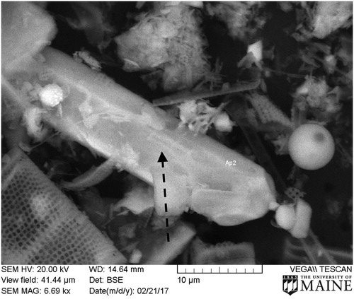 Figure 6. SEM image of sediment from 55 to 57 cm in Core 2015, Lake Auburn, Maine. Arrow points to apatite crystal.