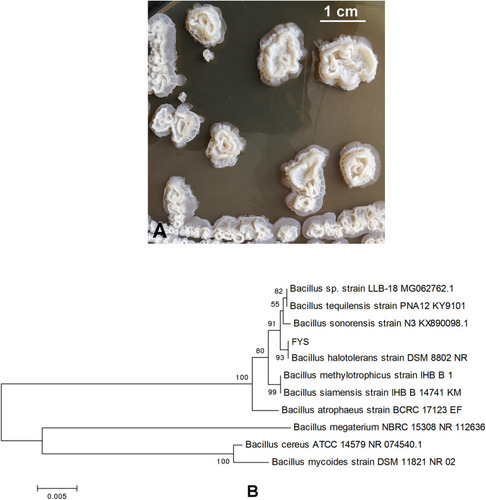 Figure 1 (A) Colony morphology of FYS; (B) phylogenetic tree.