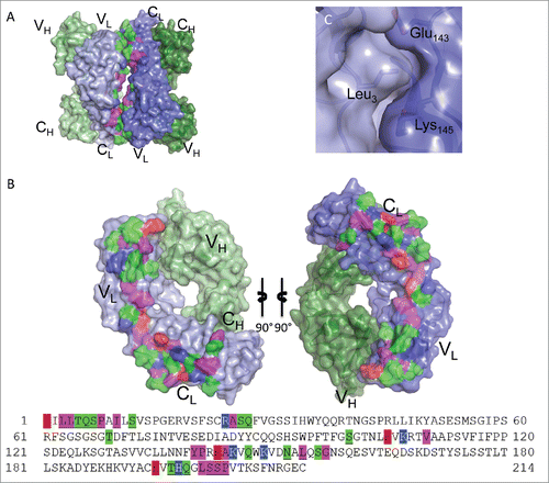 Figure 5. Fab:Fab contact interface in the I212121 crystal form. (A) A surface representation of the Fab asymmetric unit (dimer) is shown with heavy chains colored in shades of green and light chains in shades of blue. Interface residues are colored by residue type (green = polar, blue = basic, red = acidic, magenta = hydrophobic). (B) Each Fab domain is rotated outward 90° to expose the light chain:light chain interface residues, which are highlighted below in the light chain sequence. Residues common to both crystal form interfaces are underlined in the sequence. (C) Close-up view of Leu3 from one light chain positioned into a pocket created by Thr197, Lys145 and Glu143 in the adjacent light chain in the I212121 crystal form.