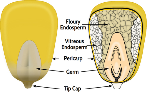 Figure 1. Main components of a maize seed.