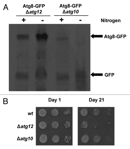 Figure 3. SpAtg10 is not essential for autophagy in S. pombe. (A) To investigate the potential role of SpAtg10 in autophagy, Atg8-GFP Δatg12 (MF43) and Atg8-GFP Δatg10 (MF31) cells lacking auxotrophic markers were incubated in EMM or EMM-N for 20 h at 30°C. Cell extracts were prepared and GFP release from the Atg8-GFP fusion protein was analyzed by western blotting using anti-GFP antibodies. The Atg8-GFP fusion protein and free GFP released during autophagy are indicated. (B) To determine whether SpAtg10 and/or Atg12 are required for the long-term survival of S. pombe cells during nitrogen starvation, wild-type (SW576), Δatg12 (MF13) and Δatg10 (MF15) cells were incubated in EMM-N medium at 30°C. Growth medium was removed and replaced with fresh medium every 3 d. Cells were removed from the EMM-N media and spotted onto YE5S plates after the indicated times. YE5S plates were incubated at 30°C for 3 d.