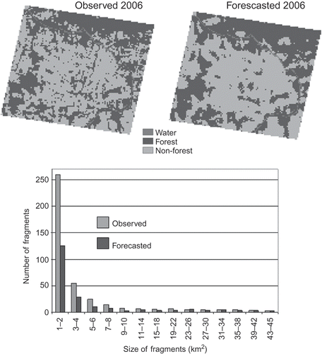 Figure 4. Fragments in observed and predicted maps, 2006. A 2006 cellular automata forecast was run and compared with the observed 2006 forest cover. The accuracy of the 2006 forecast was 85.8%; 14.2% were confusions between forest and non-forest. There are more non-forest and especially more forest fragments in the observed map. The fragments are therefore smaller than in the predicted map. Most of the small patch sizes are underestimated in the forecast, especially the 1 and 2 km2 patches. The number of fragments per size class decreases rapidly. The distribution then becomes uniform after 8 km2; at this point, the forecast more closely matches the observed distribution of fragment size, despite small numbers of fragments per size class, and relatively small differences in fragment size between classes. Per land class, the discrepancy in number of fragments affects principally forest patches (245 observed and 112 forecasted patches) as against non-forest (89 observed, 68 forecasted). Although dramatic in appearance, the forecast accuracy figure suggests that fragmentation is an important but second-order feature of pasture expansion. Fragments might in fact have a role in cattle management in preserving shade and moisture.