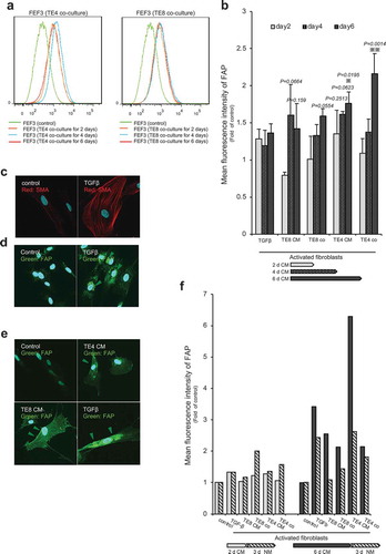 Figure 4. Activated fibroblasts express FAP on their cell surface, as determined by FACS and immunofluorescent staining. (a) Representative FACS data show significantly increased FAP expression in fibroblasts stimulated by co-culturing with TE cell lines. X-axis: intensity; Y-axis: total cell number. (b) FACS analysis shows the intensity of FAP expression over time. Each set of conditions (n = 3) was compared with untreated control. Significantly higher intensity of FAP than in the control was detected in CAFTE4co cells (P= .0014) and CAFTE4CM cells at d 6 (P= .0195). Higher intensity was detected in CAFTE4CM cells (mean, 1.35-fold, P= .2513) at d 2, CAFTE4CM (mean, 1.61-fold, P= .0623) and CAFTE8CM (mean, 1.60-fold, P= .0664) cells at d 4 and CAFTE8co (mean, 1.60-fold, P= .0554) and CAFTE8CM (mean, 1.42-fold, P= .159) cells at d 6. The arrows indicate the duration of culturing with each medium. The mean intensity (±SEM) was calculated for each group; * P< .05, ** P< .005; two-tailed Student’s t-test. (c–e) IF microscopy of fibroblasts stimulated with TGFβ or CM from TE cells for 96 h. Activated fibroblasts strongly expressed stress fibers of αSMA (red) and FAP (green) compared with the control (unstimulated) cells. Images are shown at 600× magnification. (f) FACS analysis showed reversible expression of FAP when cells were stimulated for 6 d with conditioned medium (CM) and grown for 3 d in normal medium (NM).