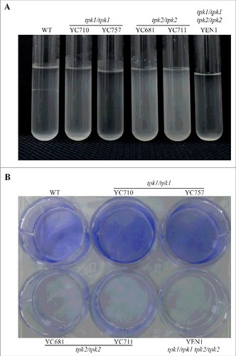 Figure 5. Tpk2 is involved in flocculation and biofilm formation. (A) Tpk2 is required for flocculation. Cells were grown overnight in SC medium containing 10 mM GlcNAc at 30°C (except the tpk1/tpk1 tpk2/tpk2 mutant, which was grown 2 days in YPD, washed twice with dH2O, transferred to SC medium containing 10 mM GlcNAc and incubated at 30°C overnight). The cells were then vortexed, centrifuged at 500 rpm for 1 min, and photographed. (B) Tpk2 is critical for biofilm formation. Cells were grown in YPD medium overnight at 30°C (except tpk1/tpk1 tpk2/tpk2 mutant, which was grown for two days), washed twice with dH2O, and diluted to 0.5 OD600 in SC medium. Then, 2 mL of each sample were inoculated into a 12-well plate for 90 min at 37°C and 200 rpm. The wells were then washed twice with PBS buffer, inoculated with 2 mL of fresh SC medium, and incubated for 24 h at 37°C and 200 rpm. The wells were then washed twice with PBS, stained with 0.05% crystal violet, and photographed.