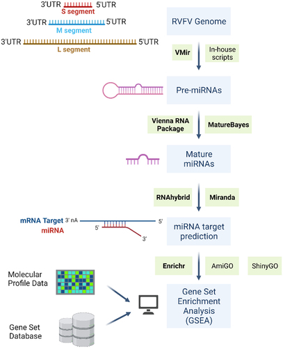 Figure 1. Flowchart of the data analysis to enrich functional miRnas gene in RFVF genome (the schematic figure was drawn with Biorender.com).