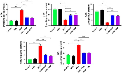 Figure 3. Effects of ARB extract on oxidative stress markers in rats subjected to PAR-induced liver toxicity. Data are represented as mean ± SD (n = 6) using one-way ANOVA followed by Tukey’s multiple comparison test at *P < 0.05, **P < 0.01, ***P < 0.001, ****P < 0.0001.