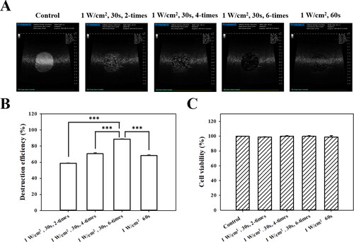 Figure 4. (A) In vitro high-frequency US images from MBs, and (B) corresponding image intensities in various groups of acoustic exposure settings. ***p < 0.001. (C) Percentage of cell viability evaluated using the alamarBlue™ assay on FaDu cells 48 hours after different acoustic exposure settings (p > 0.05).