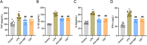 Figure 3 HBP degradation reduces the level of pulmonary proinflammatory cytokines in LPS-induced sepsis mice. A–D, ELISA was used to measure the levels of TNF-α (A), IL-1β (B), IL-6 (C), and IFN-γ (D) in lung homogenate of mice in the Control, LPS, Anti-HBP, and CEF groups. **P < 0.01 vs Control group; ##P < 0.01 vs LPS group.