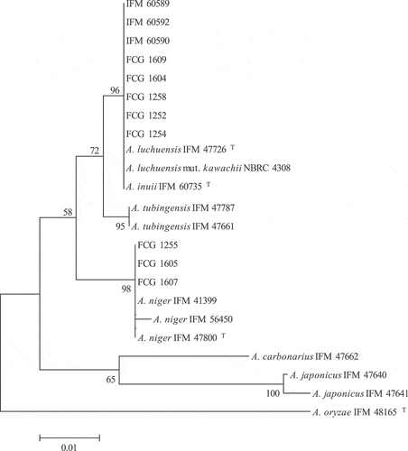 Figure 1. Phylogenetic tree of Aspergillus section Nigri identified by mitochondrial cytochrome b gene analysis. The evolutionary history was inferred using the Neighbor-Joining method. The percentage of replicate trees in which the associated taxa clustered together in the bootstrap test (1000 replicates) are shown next to the branches. The evolutionary distances were computed using the Tamura 3-parameter method and are in the units of the number of base substitutions per site. The rate variation among sites was modeled with a gamma distribution. There were a total of 397 positions in the final dataset. T indicates a type strain