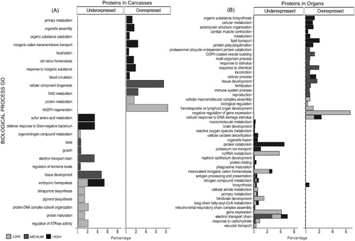 Figure 6. Differentially abundant proteins (DAPs) demonstrate enrichment in biological processes. Histograms showing non-redundant one-level hierarchically structured biological processes ontology terms from underexpressed and overexpressed proteins in Carcasses (A) and Organs (B), after chronic exposure to low (2.25 mGy/day), medium (21.01 mGy/day), and high (204.3 mGy/day) doses of IR. X-axis shows the percentage of the enrichment of each term in the non-redundant two level hierarchically structured Biological processes terms from DAPs, obtained after using CirGO (Supplementary Files S2 and S3). Y-axis shows a non-redundant two level hierarchically GO term corresponding to biological process.