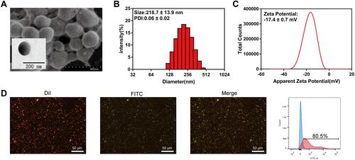 Figure 1 Characteristics of TPP. (A) SEM and TEM images of TPP. (B) Diameter and PDI of TPP. (C) Zeta potential of TPP. (D) PD-1 combination (DiI labeled PLGA-PEG, FITC labeled PD-1 antibody) was observed by fluorescence microscopy (× 400) and the binding efficiency was analyzed by FCM.