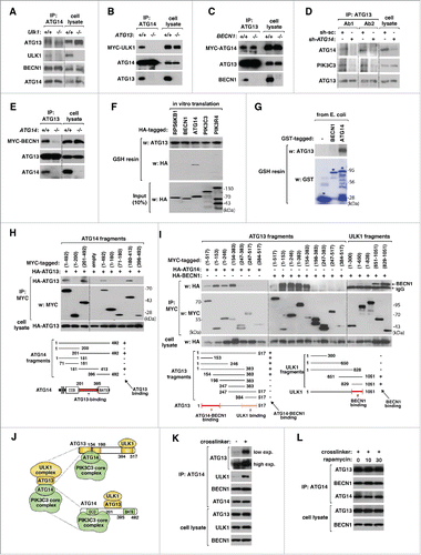 Figure 2 ATG13 and ATG14 mediate the interaction between the ULK1 complex and the PtdIns3K complex. (A) ULK1 is not required for the interaction between ATG13, ATG14 and BECN1. Coimmunoprecipitates were obtained from Ulk1+/+ and ulk1−/− MEFs using anti-ATG14 antibody. (B) ATG13 is required for the interaction between ULK1 and ATG14. Anti-ATG14 immunoprecipitates were obtained from WT ATG13 and ATG13 KO HCT116 cells transiently expressing MYC-ULK1. (C) BECN1 is not required for the ATG14-ATG13 interaction. Anti-ATG13 immunoprecipitates were obtained from WT BECN1 and BECN1 KO HCT116 cells transiently expressing MYC-ATG14. (D, E) ATG14 is important for the interaction between ATG13 and PIK3C3. Coimmunoprecipitates were obtained from the indicated shRNA-transduced HEK293T cells using ATG13 Ab1 and Ab2 (D) or from WT ATG14 and ATG14 KO HCT116 cells using ATG13 antibody Ab2. (E). (F, G) ATG13 directly binds to ATG14. Glutathione-S-transferase (GST) affinity isolation assay was conducted using HA-tagged constructs obtained from in vitro translation and GST-tagged ATG13 purified from E. coli (F) or using ATG13 and GST-tagged BECN1 and ATG14 purified from E. coli (G). The proteins bound to glutathione (GSH) resin were analyzed by WB. GST (−) was used as a negative control. (H) ATG14 residues 201 to 395 contain a site important for binding to ATG13. MYC-tagged ATG14 fragments were coexpressed with HA-ATG13 in HEK293T cells. CCD: coiled coil domain; BATS, autophagosome-targeting sequence domain. (I) ATG13 N-terminal region contains a site important for binding to ATG14 and BECN1. MYC-tagged ATG13 fragments were coexpressed with HA-tagged ATG14 or BECN1 in HEK293T cells. (J) Model showing how the ULK1 complex interacts with the ATG14-containing PtdIns3K complex. (K) Chemical crosslinker stabilizes the interaction between ATG13, ULK1 and ATG14. HEK293T cells were treated with DSP (+) or vehicle (−) for 10 min. The proteins crosslinked with ATG14 were isolated by immunoprecipitation using anti-ATG14 antibody. Coimmunoprecipitates were treated with β-mercaptoethanol to reduce crosslinking and analyzed by WB. (L) The interaction between ATG13 and ATG14 is not regulated by MTORC1 inhibition. HEK293T cells were treated with DSP for 10 min following treatment with rapamycin (100 nM) for the indicated periods of time.