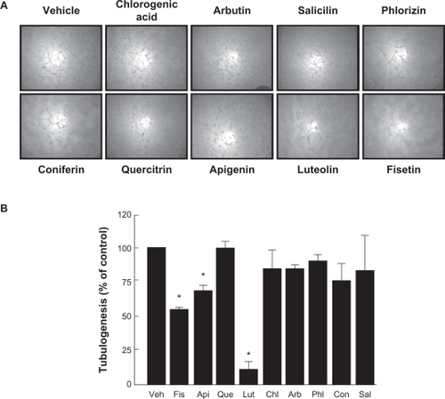 Figure 2 Inhibition of in vitro capillary-like structure formation by flavonoids in HBMEC. In order to assess the potential anti-angiogenic properties of flavonoids, in vitro tubulogenesis assay was performed with HBMEC seeded on top of Matrigel as described in the Materials and Methods section. A) Molecules (30 μM) were added 30 minutes after seeding of the cells on top of Matrigel. Structure formation was monitored after 18 hours. Representative phase contrast pictures were taken. B) The extent of three-dimensional capillary-like structure formation (tubulogenesis) was assessed as described in the Materials and Methods section. The length of the tube network was quantitated using Northern Eclipse software. Data are representative of three independent experiments.