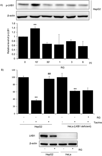 Figure 5 Effect of RG on LKB1 activation. (A) Western blotting of key signaling molecules in-volved in the p-LKB1 pathway in HepG2 cells. HepG2 cells were treated with RG (1000μg/mL) for the indicated times. β-actin used as loading control. Results are representative of three independent experiments. Relative protein Levels represent mean ± SD. (**p < 0.01). (B) Effect of RG on Tacrine apoptosis on HepG2 and LKB1-deficient HeLa cells. Cells were co-treated with Tacrine 300 μg/mL and 1000 μg/mL RG for 6 hours and MTT test was performed to measure cell viability. Graphs represent mean ± SD. From three independent experiments presented as percentage of control (**p < 0.01 vs vehicle-treated control group; ##P<0.01 vs tacrine-treated group). Western blotting of LKB1 on HepG2 cells and LKB1-deficient HeLa cells RG treatment for 3 h (below).