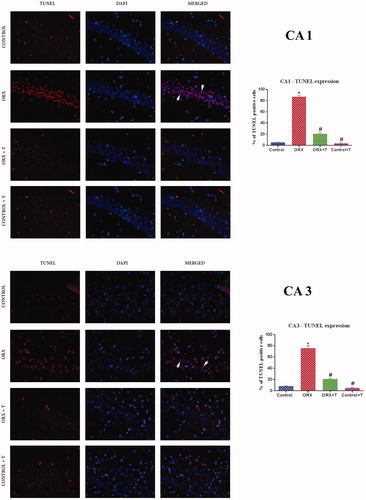 Figure 4. Photomicrograph demonstrating in situ detection of apoptotic cells by TUNEL stain in a) CA1 subregion b) CA3 sub-region of various experimental groups’ hippocampus. White arrowhead shows viable cells merged with TUNEL positive bright red cells. Magnification: 400X cells. Corresponding graphs represent the quantification of TUNEL positive cell expression and its relative percentage against DAPI expression. Data are presented as mean ± SEM (n = 6/Group).