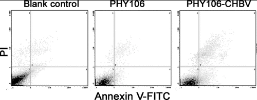 Figure 4. Flow cytometry analysis of cell apoptosis in NHMC cells 48 h after transfection. FITC Annexin V/PI staining. Representative analyses from three experiments.