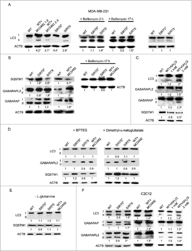 Figure 5 (See previous page). SIRT5 controls ammonia-induced autophagy. (A) MDA-MB-231 WT cells in the presence or absence of MC3482, as well as SIRT5+ and SIRT5− clones were processed to obtain whole cellular extracts. Alternatively, WT, SIRT5+ and SIRT5− cells were treated with 100 nM bafilomycinA1 for 2 and 17 h and processed. Finally, also MDA-MB-231 WT, SIRT3+ and SIRT3− cells were used. Autophagy induction was measured by using an anti-MAP1LC3B antibody as indicated under Materials and Methods. Densitometric analysis of the gels was performed as described under Materials and Methods. ACTB was used as loading control. *Significantly different from WT cells. Significance was set at P < 0.05. (B) MDA-MB-231 WT cells in the presence or absence of MC3482, as well as SIRT5+ and SIRT5− clones were processed to obtain whole cell extracts. SQSTM1, GABARAPL2, and GABARAP levels were determined by western blot as indicated under Materials and Methods. In addition, cells were treated with bafilomycinA1 for 17 h and SQSTM1 levels measured by western blot. Densitometric analysis of the gels was performed as described under Materials and Methods. ACTB was used as loading control. *Significantly different from WT cells. Significance was set at P < 0.05. (C) MDA-MB-231 WT cells were either left untreated or treated with NH4Cl 1 or 2 mM for 24 h. Subsequently, cells were processed to obtain whole extracts. MAP1LC3B, GABARAPL2, GABARAP and, SQSTM1 levels were measured by western blot as indicated under Materials and Methods. Densitometric analysis of the gels was performed as described under Materials and Methods. ACTB was used as loading control. *Significantly different from WT cells. Significance was set at P < 0.05. (D) MDA-MB-231 WT cells in the presence or absence of MC3482, as well as SIRT5+ and SIRT5− clones were treated with either BPTES or dimethyl-α-ketoglutarate. Cells were then processed to obtain whole extracts. MAP1LC3B, GABARAPL2, and, SQSTM1 levels were measured by western blot as indicated under Materials and Methods. Densitometric analysis of the gels was performed as described under Materials and Methods. ACTB was used as loading control. *Significantly different from WT cells. Significance was set at P < 0.05. (E) MDA-MB-231 WT cells in the presence or absence of MC3482, as well as SIRT5+ and SIRT5− clones were cultured without L-glutamine for 24 h. Cells were then processed to obtain whole extracts. MAP1LC3B and SQSTM1 levels were measured by western blot as indicated under Materials and Methods. Densitometric analysis of the gels was performed as described under Materials and Methods. ACTB was used as loading control. *Significantly different from WT cells. Significance was set at P < 0.05. (F) C2C12 WT cells treated in the presence or absence of MC3482, as well as SIRT5+ and SIRT5− clones were processed to obtain whole cell extracts. Cells were also treated with NH4Cl 1 or 2 mM for 24 h. To asses autophagy induction MAP1LC3B, GABARAPL2, and GABARAP levels were determined by western blot as indicated under Materials and Methods. Densitometric analysis of the gels was performed as described under Materials and Methods. ACTB was used as loading control. *Significantly different from WT cells. Significance was set at P < 0.05.