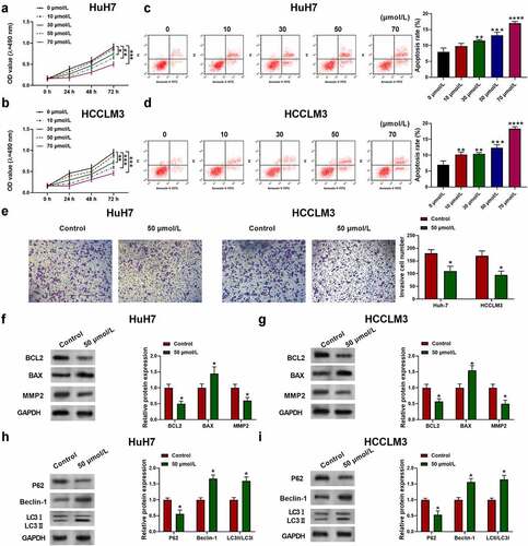 Figure 1. Aloin inhibited HCC cell proliferation and invasion and induced apoptosis and autophagy. Human HCC cell lines HuH7 and HCCLM3 were treated with different concentration of aloin (0, 10, 30, 50, 70 μmol/L). (a, b) Cell viability was determined by CCK-8 assay at different time points (24, 48, 72 h). (c, d) Cell apoptosis ratios were measured by flow cytometry. (e) Effects of aloin on HCC cell invasion ability were analyzed using transwell invasion assay. (f, g) Relative expressions of apoptosis-related protein (BCL2, BAX, MMP2) were detected by Western blot. (h, i) Relative expressions of autophagy-related protein (P62, Beclin-1, LC3 I, LC3 II) were detected by Western blot. Data were presented as mean±SEM (n ≥ 3). *P < 0.05, **P < 0.01, ***P < 0.001 versus 0 μmol/L or control