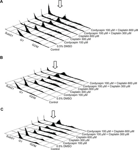 Figure 3 The analysis of cell cycle under cordycepin and/or cisplatin influence in HNSCC cell lines.