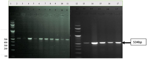 Figure 1 Agarose gel electrophoresis of 534bp PCR products. Lane1 and 12= 100bp DNA ladder, Lane 2–11 and 13–17=534bp PCR products.