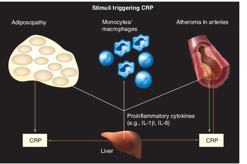 Figure 9. C-reactive protein and inflammation.CRP: C-reactive protein.