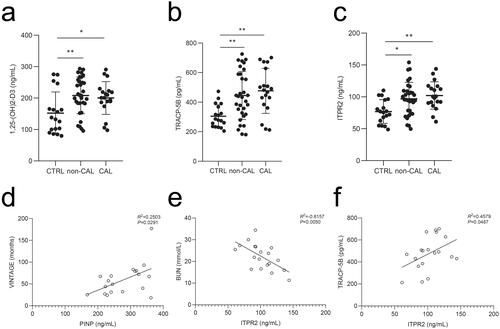 Figure 9. Serum levels of participants were analyzed by ELISA and correlation analyses of the patients undergoing maintenance hemodialysis with vascular calcification were performed. a–c, Serum 1,25-(OH)2-D3, TRACP-5B, and ITPR2 levels in patients undergoing maintenance hemodialysis with vascular calcification (CAL), without vascular calcification (non-CAL), and healthy participants (CTRL). d, Correlation analysis between VINTAGE and PINP. e, Correlation analysis between BUN and ITPR2. f, Correlation analysis between TRACP-5B and ITPR2. *p < .05, **p < .01.