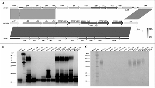 Figure 2. Novel genes involved in the O-antigen biosynthesis contribute to ExPEC resistance to lysozyme. (A) Comparison of the O-antigen cluster in IHE3034 (NC_017628.1), MG1655 (NC_000913), and G1630 (GU299793) strains. Genes designated by purple are involved in sugar biosynthesis; green, genes involved in the O-antigen processing; blue, genes encoding glycosyltransferase enzymes; and black outline, genes that have been found to be associated with lysozyme resistance in the current study. The linear representation of the genetic comparison was generated using Easyfig version 2.1. (B) A silver-stained polyacrylamide gel after SDS-PAGE (top) and generalized LPS structures (bottom). (C) Western blotting profiles of LPS probed with the anti-O18 serum. Compared with the wild-type strain, the banding pattern in the O-antigen region was altered in all mutant strains. The complemented strains had similar banding patterns to the wild type, except for the complemented strain ΔECOK1_2265. Rha: rhamnose; Gal: galactose; Glc: glucose; Kdo: 3-deoxy-d-manno-oct-2-ulosonic acid; Hep: l-glycero-d-manno-heptose; GlcNAc: N-acetylglucosamine.