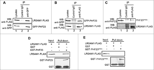 Figure 4. PHF23 associates with LRSAM1 via the PHD domain. (A) HEK293 cells were cotransfected with GFP-PHF23 and LRSAM1-MYC-FLAG for 24 h. Total cell extracts were subjected to IP using either an anti-GFP or a control IgG. LRSAM1 was detected in the immunoprecipitated proteins by western blot. (B) HEK293 cells were treated as in (A), except that cell lysates were immunoprecipitated with an anti-FLAG antibody. PHF23 was detected in the immunoprecipitated proteins by protein gel blot. (C) HEK293 cells were cotransfected with plasmids expressing PHF23PHDΔ and LRSAM1-MYC-FLAG for 24 h. Total cell extracts were subjected to IP using either an anti-FLAG or a control IgG, as indicated. PHF23PHDΔ was not detected in the immunoprecipitated proteins, by western blot. (D and E) GST-PHF23 or GST-PHF23PHDΔ fusion protein and the GST protein immobilized on Glutathione-Sepharose beads were incubated with LRSAM1-FLAG-transfected HEK293 cell lysates at 4°C for 4 h. LRSAM1 and GST were detected in the washed beads, by protein gel blot.