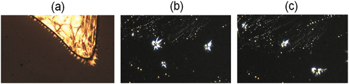 Figure 3. (Colour online) (a) Spiked conical formations observed at the edge of the LC layer trapped in-between the LN:Fe crystal and the glass plate during cooling into the NF phase. (b, c) the isolated spiky droplets move around in the image area.