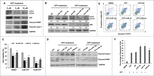 Figure 5. MiR-15a and miR-16 enhance chemotherapeutic efficacy of Camptothecin. (A) Camptothecin (CPT) induced LC3 conversion, p62 degradation, and cleavage of caspase 3 and PARP. (B) Transfection of miR-15a or miR-16 increased CPT-induced autophagy and inhibition of endogenous miR-15a or miR-16 had the opposite effects on CPT-induced autophagy. Image J densitometric analysis of LC3-II/GAPDH and p62/GAPDH was shown. (C) Cell viability assay of HeLa cells transfected with miR-15a, miR-16 or Rictor siRNA in DMSO or CPT treated cells. Data shown are means ± SD of three independent experiments, **P < 0.01, student 2-tailed t test. (D) Western blot analysis of cleaved PARP1 and caspase 3 in HeLa cells transfected with miR-15a, miR-16, Rictor siRNA, NC or ant-miR-15a, ant-miR-16, ant-NC and treated with CPT for 24 h. (E) HeLa cells transfected with miR-15a, miR-16, Rictor siRNA, or NC were incubated with 10 uM CPT for 36 h. Cells were harvested and stained with PtdIns and annexin V-FITC for apoptotic analysis. (F) The percentage of apoptotic cells were the sum of the early apoptotic cells located in the lower right quadrant (annexin V–FITC +/PI - cells), as well as late apoptotic cells located in the upper right quadrant (annexin V–FITC +/PtdIns - cells). Data shown are means ± SD of three independent experiments, *P < 0.05, **P < 0.01, student 2-tailed t test.