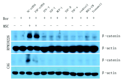 Figure 7. MM cell lines treated with additional cytokines, BMMSCs-derived conditioned medium or MM-BMMSCs cocultured system separated with transwell chamber could not activate the expression of β-catenin in MM cell lines demonstrating that the activation of β-catenin dependent on direct contact. Coaktail means the mixture of cytokines.