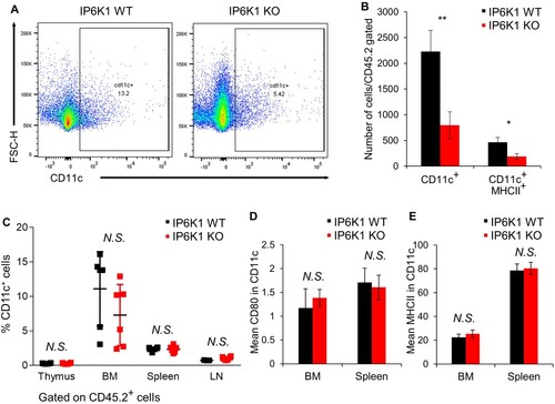 Figure 3. Global depletion of ip6k1 gene reduces dendritic cell population adjacent tumor microenvironment. Flow cytometry analysis of MC38 tumor infiltrated dendritic cells (DCs, Live cells were pre-gated with CD45.2+, CD11b+, F4/80-). (A) The average DC population was remarkably reduced in IP6K1 KO tumors (65%). MHCII in CD11c+ DCs were also reduced in IP6K1 KO tumors (60%). (B) Quantification of CD11c+ cells and CD11c+MHCIIhigh cells were shown. (C-E) Flow cytometry analysis of dendritic cells within thymus, bone marrow (BM), spleen, or lymph nodes (LN). Live cells were pre-gated with CD45.2+, CD11c+. (C) percentages of CD11c+ cells in different lymphoid organs. (D-E) activation marker expression in CD11c+ cells from WT and IP6K1 mice (N ≥ 3). Data are expressed as means ± SEM (*P < 0.05; **P < 0.01; ***P < 0.001, Student’s t-test).