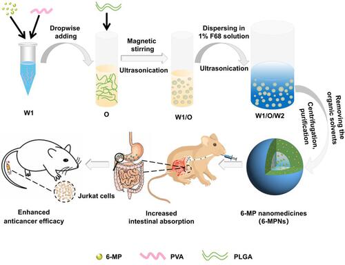 Figure 1 Preparation of 6-mercaptopurine-loaded nanomedicines (6-MPNs) and schematic of 6-MPNs augmenting the anticancer efficiency after oral administration. 6-MPNs were constructed via a double-emulsion solvent evaporation method. The inner water phase (W1) containing 6-MP and PVA was added dropwise in the oil phase containing PLGA (O) to get the primary emulsion (W1/O). Then the W1/O was dispersed in the outer water phase (W2) to obtain double emulsion (W1/O/W2), which was evaporated, centrifuged and washed to purify the nanomedicines. The 6-MPNs are capable of improving the solubility of 6-MP and increasing the intestinal absorption, thereby enhancing the anticancer effect and reducing chemotherapy-induced systemic toxicities.