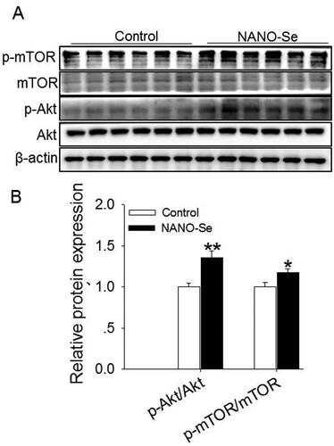 Figure 3. Effects of dietary nanoselenium (NANO-Se) addition on the Akt-mTOR signaling pathway in the bovine mammary gland. (A) Western blot analysis of Akt, p-Akt, mTOR and p-mTOR in bovine mammary glands treated with NANO-Se (0 and 0.3 mg/kg of Se from NANO-Se); β-actin was used as the loading control. (B) Mean ± SEM of the immunopositive bands of p-Akt/Akt and p-mTOR/mTOR. The relative protein expression level of each target protein was standardized to that in the control group. *p < 0.05 and **p < 0.01 versus the control group.