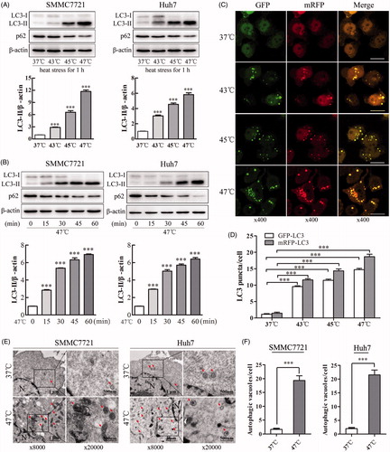 Figure 1. Sublethal heat stress induces autophagy in HCC cells. (A, B) SMMC7721 and Huh7 cells were exposed to 37, 43, 45 or 47 °C for 60 min, followed by recovery at 37 °C for 8 h (A), or to 47 °C for 0, 15, 30, 45 or 60 min, followed by recovery at 37 °C for 24 h (B). The expression levels of LC3-II and p62 were analyzed by western blot. LC3-II levels were quantified and normalized to those of β-actin. (C, D) Representative images and quantification results of early autophagosomes in SMMC7721 cells transiently transfected with mRFP-GFP-LC3 adenovirus after exposure to 37, 43, 45 or 47 °C for 60 min and recovery at 37 °C for 8 h. The average numbers of GFP-LC3 and mRFP-LC3 puncta per cell were counted in 6 random fields with at least 100 cells in each group. Scale bar, 20 μm. (E, F) Transmission electron microscopy showed an increased number of autophagic vacuoles in SMMC7721 and Huh7 cells after exposure to 47 °C for 30 min. Typical autophagosomes (arrows); N, nucleus; Scale bar, 2 μm. Each experiment was repeated three times, and representative images are shown. Error bars represent the SEM. ***p < .001.