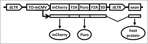 Figure 1. The structure of the insertional mutagen. The HIV1-based construct is shown as a provirus integrated collinearly with a host gene. The provirus is flanked by promoter-deficient LTRs (“dLTR”). The internal promoter (“TO-mCMV”) is composed of tet-operators and a minimal CMV promoter. In the presence of an active tetracycline trasnactivator protein, it drives expression of the red fluorescent protein mCherry (“mCherry”) and puromycin N-acetyl-transferase (“puro”). Utilization of a splice-donor site (“SD”) permits fusion with downstream exons. The proteins encoded by the hybrid transcript are produced as separate peptides due to the presence of picornavirus F2A sequences between the respective coding regions.