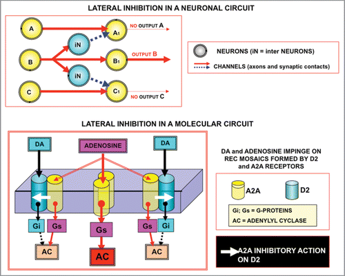 Figure 7 Schematic representation of the model of lateral inhibition transferred according to the ‘Self-Similarity Logic’ principle: from neural networks to molecular networks. Upper panel: Lateral inhibition leads to focusing of activity in a few computational neurons in neural circuits.Citation39 Lower panel: The scheme illustrates the possible application of this basic model of circuit organization to a complex formed by a A2A^D2 heterodimers and A2A homodimers. Activation of A2A receptors by Adenosine leads to a reduction in the affinity of D2 receptors in the heterodimers, hence in a sharpening of the signalling via the A2A homodimers. For further details, see text.