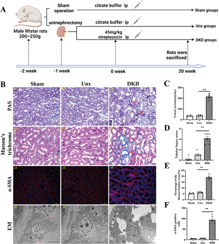 Figure 1 Diabetes-induced tubule-interstitial damage is associated with loss of renal tight junction. (A) Schematic diagram of the DKD rat modeling process. (B) (a1-a3, b1-b3) Representative micrographs of PAS-stained tubules and Masson’s trichrome-stained sections. Magnification: ×200, scale bar = 50µm. Red arrows indicate the injured tubules and extracellular matrix accumulation, respectively. (c1-c3) Representative images of α-SMA-positive immunostaining of the STZ-induced renal cortex. Kidney sections were stained with antibodies specific for α-SMA (red). Nuclei were visualized using DAPI. Magnification: ×200, scale bar =75µm. Red arrows indicate the activated fibroblasts. (d1-d3) Morphology change in the PTECs (transmission electron microscopy, ×8000). The absence of tight junctions between adjacent of PTECs were observed in the DKD group compared to the Sham and Unx groups. Red arrows indicate the tight junctions between adjacent of PTECs. (C) Urinary protein. DKD group showed increased urinary protein. (D) The tubular injury score was evaluated by blinded scoring of the injury tubule in the PAS-stained section at 20×power-field. (E) Quantitative analysis of tubular interstitial fibrosis from Masson’s trichrome staining. (F) Increase in α-SMA myofibroblasts in DKD group. Data are expressed as mean ± SEM. n = 6, **P<0.01, vs Unx.