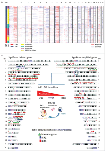 Figure 6. Copy number alterations characterize opposing immune phenotypes of breast cancer. (A) Visualization of CNV profiles for ICR1 and ICR4 tumors (first annotation column) by IMS (second sample annotation column). Within the chromosome plots, red indicates DNA copy number gain; blue indicates DNA copy number loss. (B) Idiogram of genes significantly different deleted or amplified between ICR1 (blue) and ICR4 (red). Genes involved in the regulation of the immune system are indicated in green, color indicators are located below the chromosome; IMS: intrinsic molecular subtype.